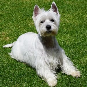 Meet your Posher, Giuliana